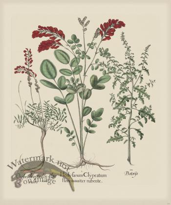 Besler 295 Colored  B2